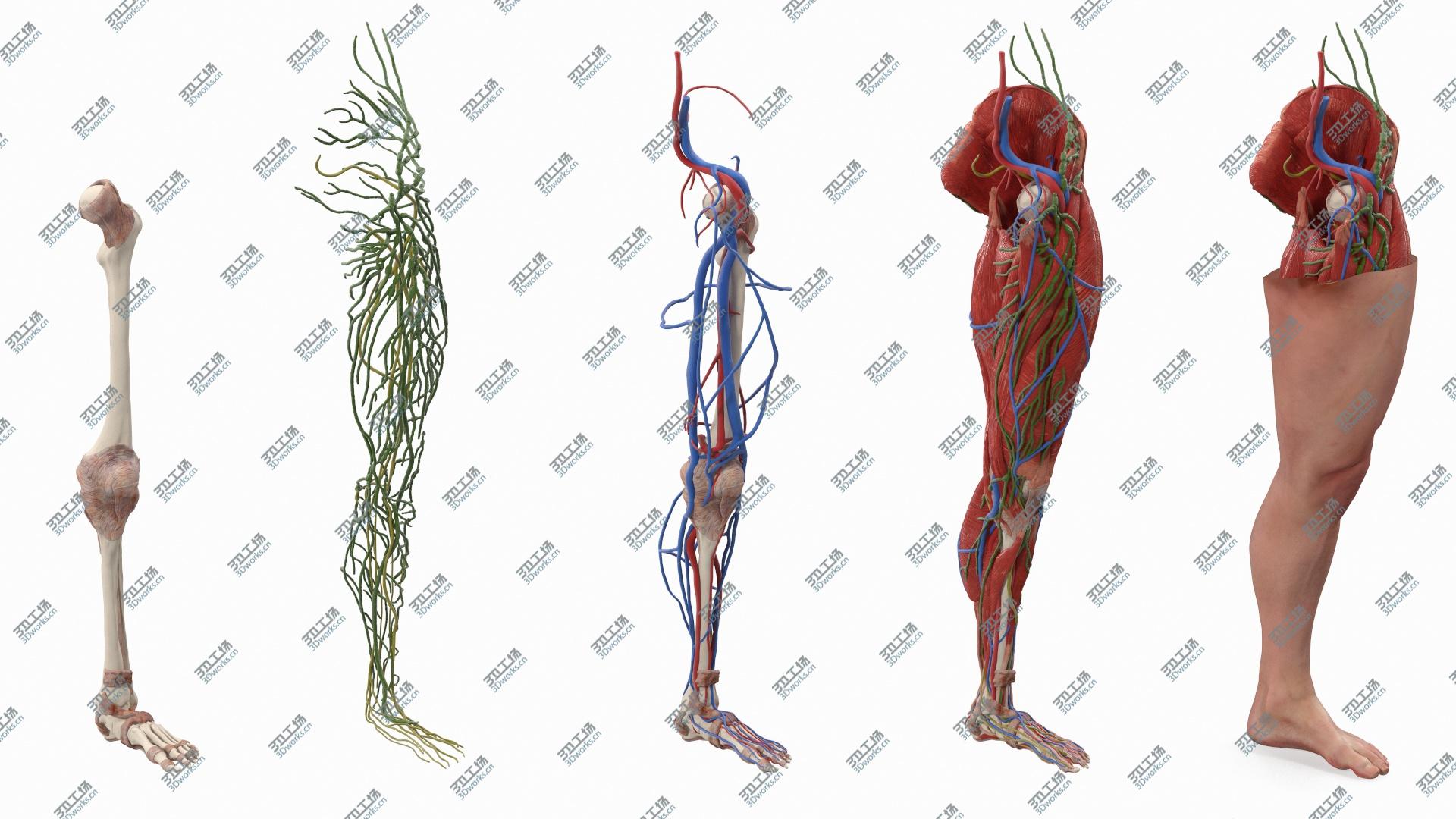 images/goods_img/202104022/Male Leg Full Anatomy and Skin 3D model/3.jpg